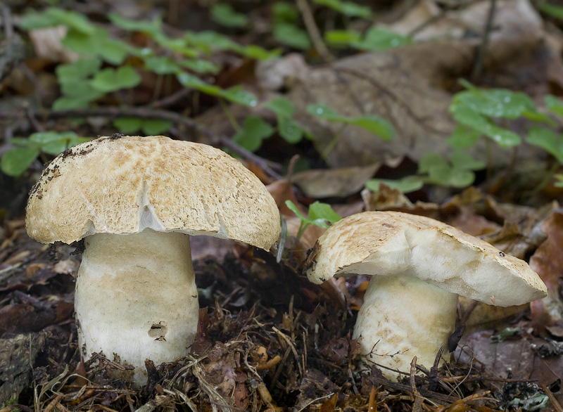 Gyroporus cyanescens